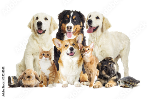 Group of pets on white background © Happy monkey