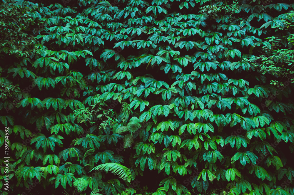 Obraz premium tropikalny las deszczowy, tło zielone ściany