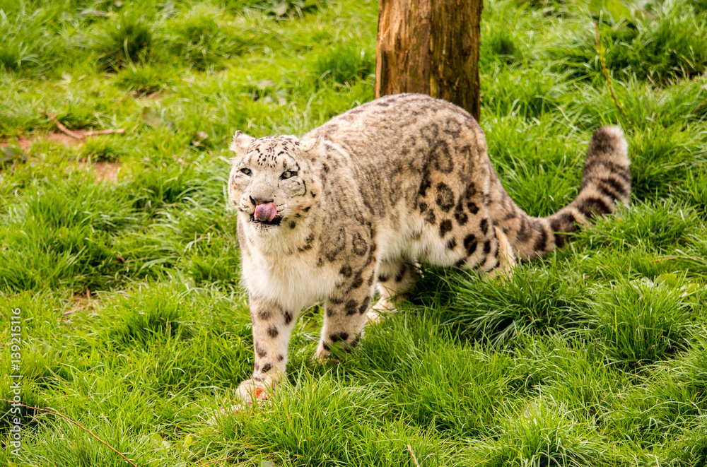 Obraz premium Dalton-in Furness, Cumbria, UK. 19th April 2015. Snow Leopard enjoying raw meat at feeding time at South lakes safari park, Dalton-in-furness, Cumbria, UK