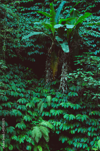 Fototapeta Naklejka Na Ścianę i Meble -  tropical rain forest, green wall background