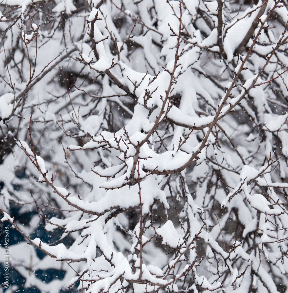 snow on the branches of a tree in nature snow on the branches of a tree in nature