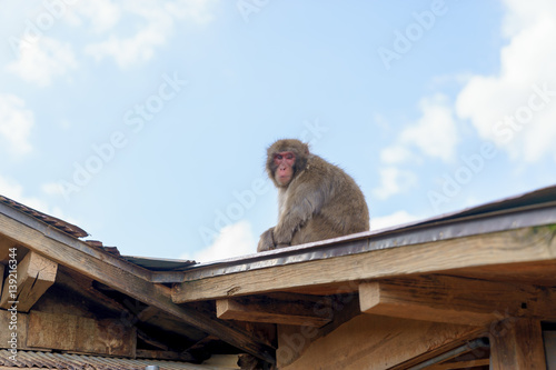 嵐山モンキーパークの猿