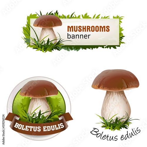 Set of mushroom vector banner, badge, sticker, icon with porcini