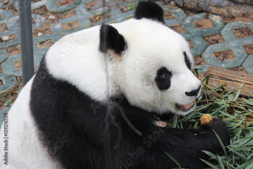 Female panda in Fuzhou Panda World, Fuzhou, China, Her name is Lei Lei.
