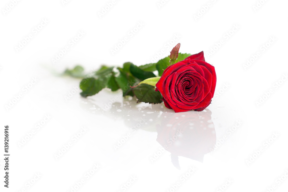Obraz premium Czerwona róża
