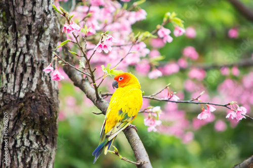 Yellow Macaw bird on the pink sakura tree a spring season background