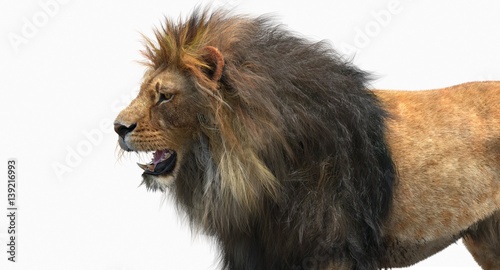 Fototapeta Naklejka Na Ścianę i Meble -  Lion (3D)