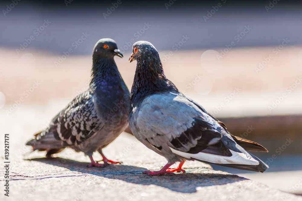 couple of pigeons