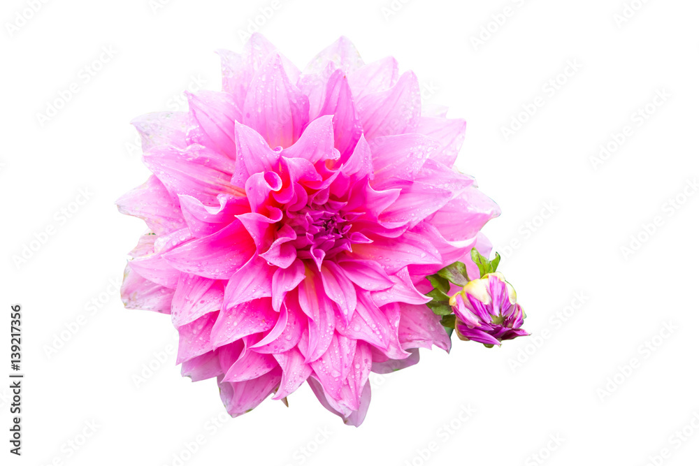 A single pink Dahlia flower in the garden isolation on white
