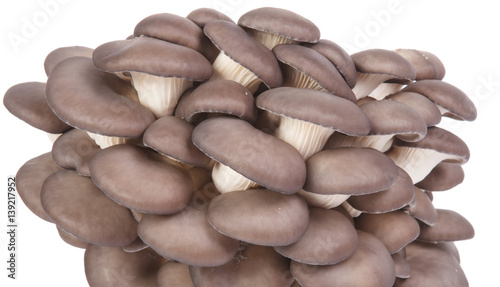 fresh oyster mushrooms on a white background.