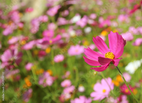 Beautiful flowers cosmos in the garden