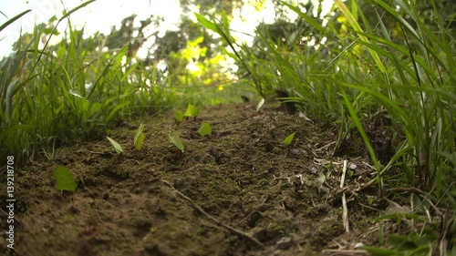 Leaf-Cutter Ants - Amazon