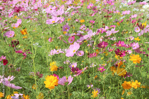 Fototapeta Naklejka Na Ścianę i Meble -  Beautiful Cosmos flowers blooming in the garden