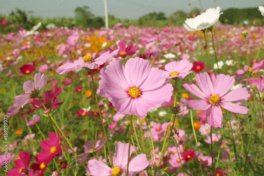 Beautiful Cosmos flowers blooming in the garden Beautiful Cosmos flowers blooming in the garden