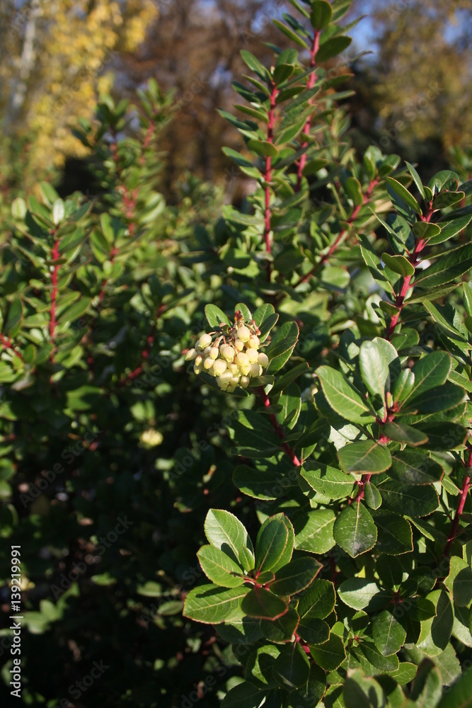 bush with white berries bush with white berries