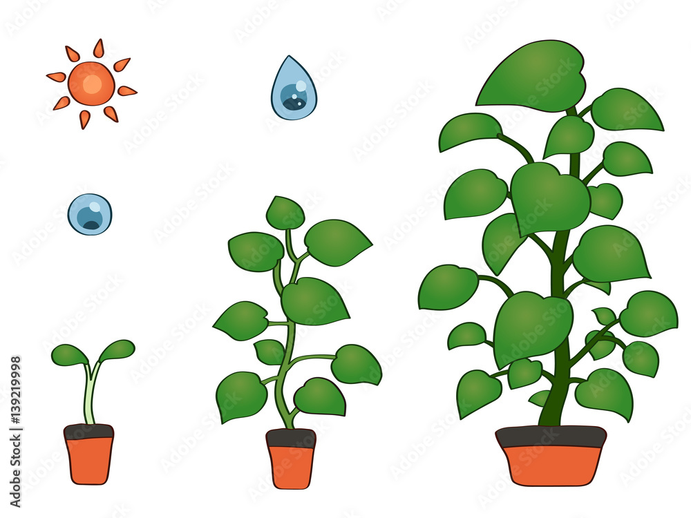 植物の成長 Growth of plants