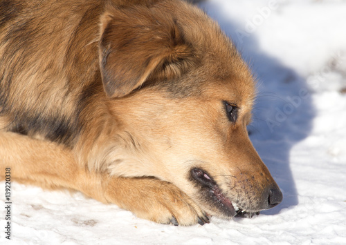 dog eats snow