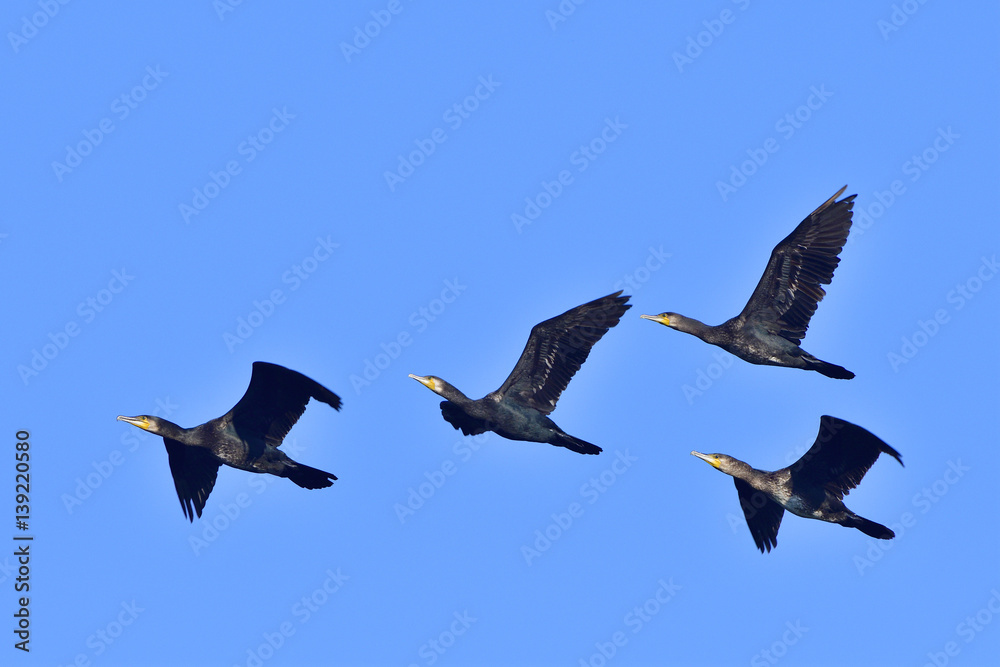 Kormorane im Flug