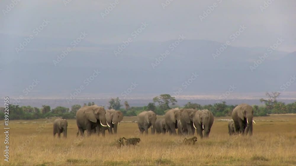 African bush elephant (Loxodonta africana) with cattle egret (Bubulcus ibis). Kenya. African bush elephant (Loxodonta africana) with cattle egret (Bubulcus ibis). Kenya.