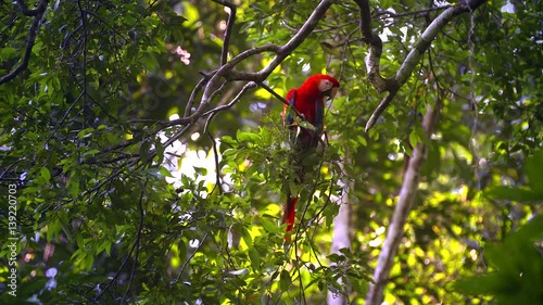 Parrot - Scarlet Macaw - Amazon