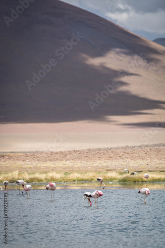 Flamingos on the lake in the high Andes. Wildlife in the Andes Mountain range, Chile border with Bolivia, South America.