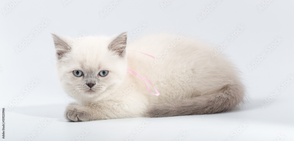 little kittens mixed breed on a white background.