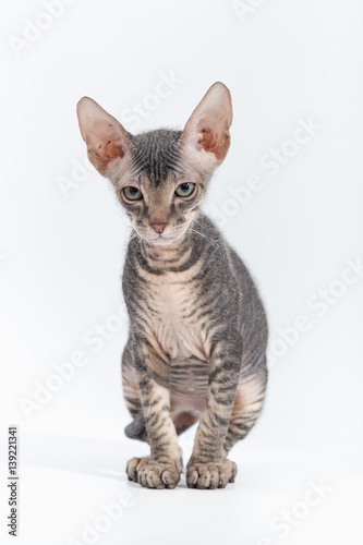 SPHINX small breed kitten on a white background. © makam1969