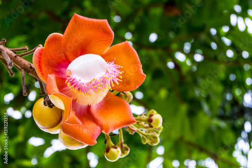 Fotografie Cannonball flower or sal flower in Thailand with blurred sala tree background