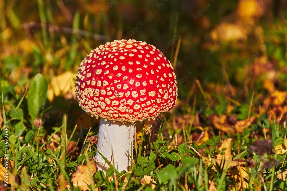 Amanita mushroom in autumn light in the forest in fall. Amanita mushroom in autumn light in the forest in fall.