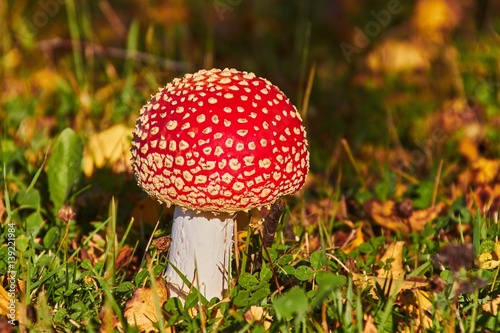 Amanita mushroom in autumn light in the forest in fall.