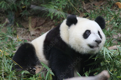 Panda cub in Chimelong Safari  Guangzhou  China