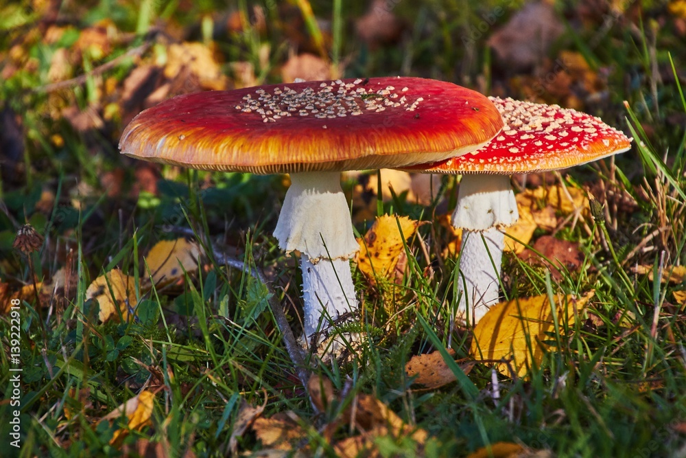 Two amanita mushrooms in autumn light in the forest. Two amanita mushrooms in autumn light in the forest.