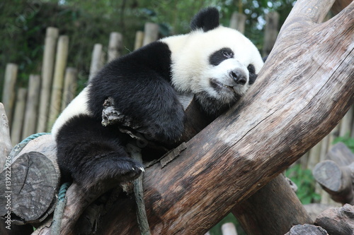 Fototapeta Naklejka Na Ścianę i Meble -  Panda cub in Chimelong Safari, Guangzhou, China