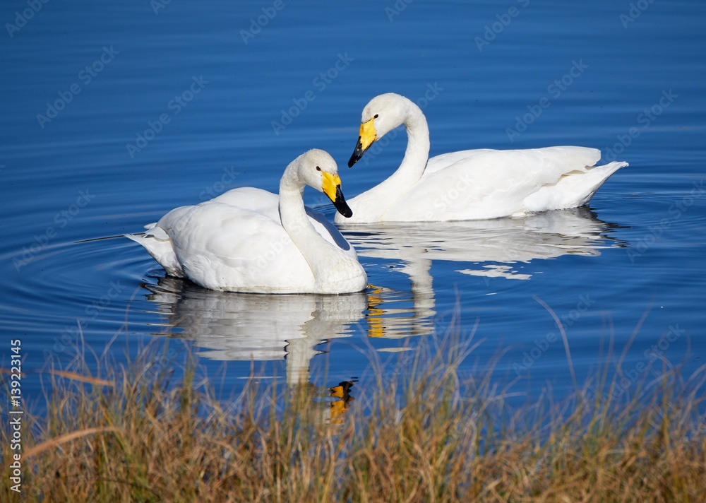 Fototapeta premium Two whooper swans swimming in the lake in Finland.