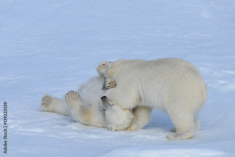 Two polar bear cubs playing together on the ice Two polar bear cubs playing together on the ice