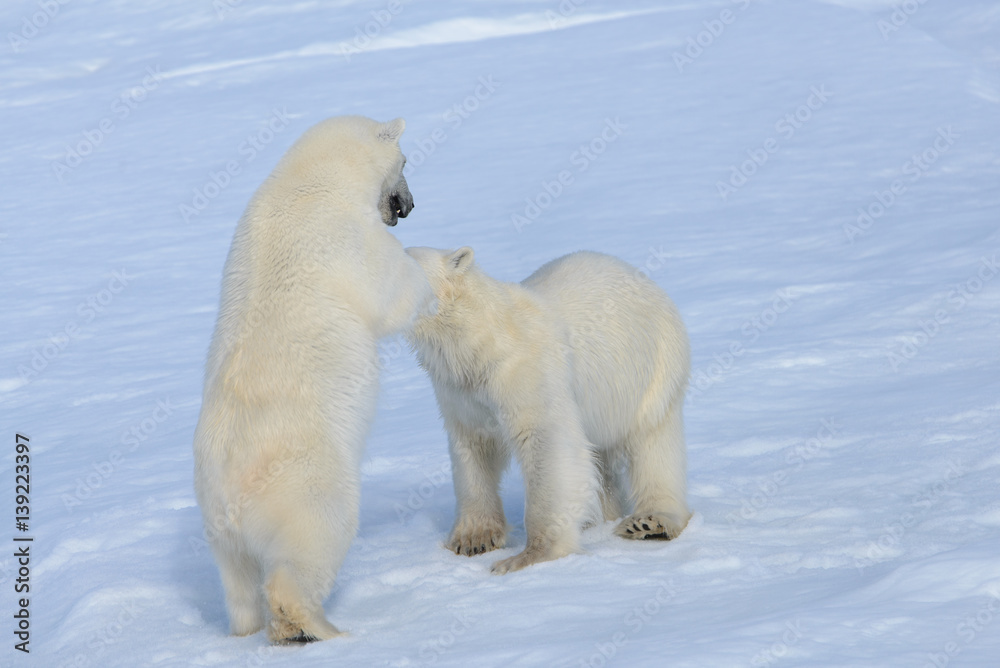 Two polar bear cubs playing together on the ice Two polar bear cubs playing together on the ice