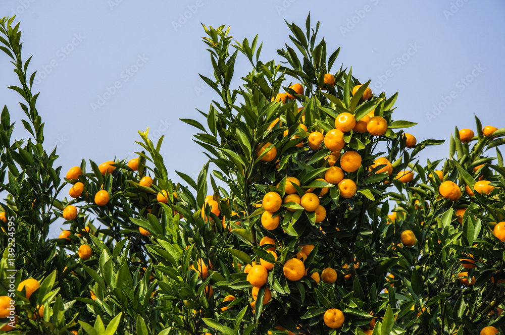 Orange fruit closeup in autumn 