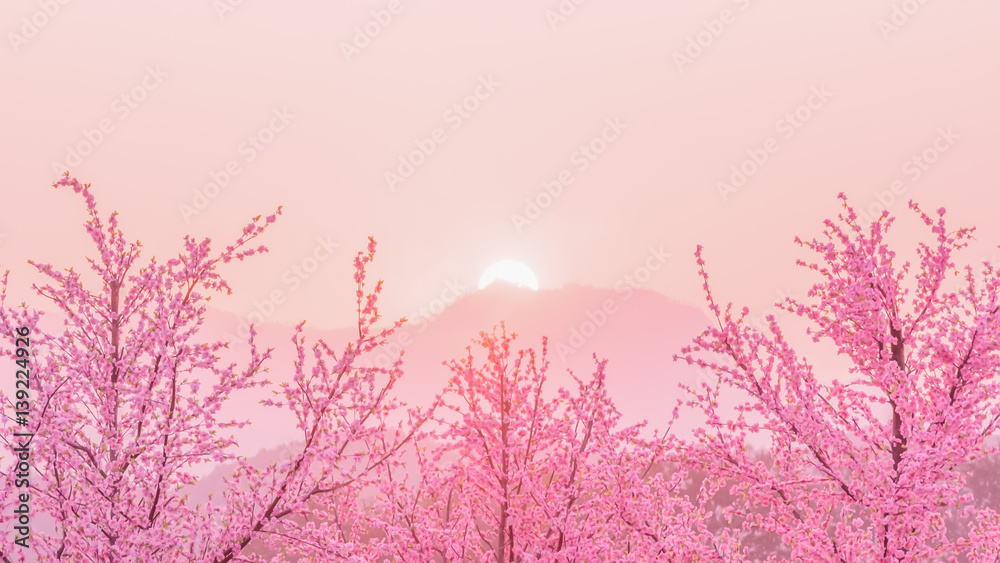 Sakura Cherry Blossom tree before sunset behiind the mountain , japan