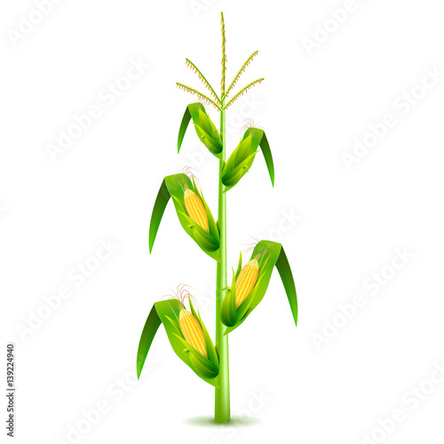 Growing corn plant isolated on white vector
