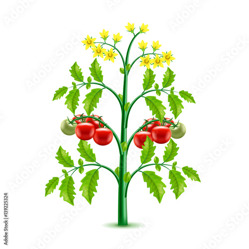 Growing tomato plant isolated on white vector
