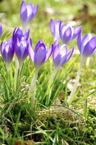 Krokusse im März - Grußkart...