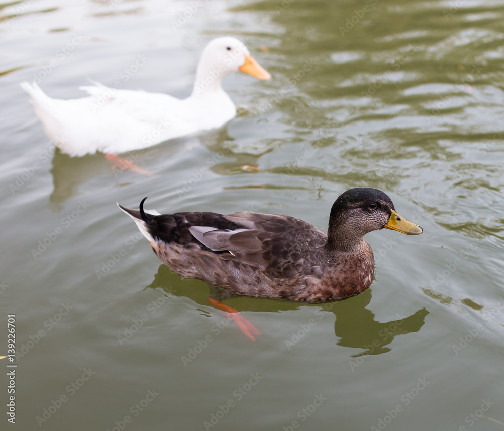 Fototapeta premium ducks in a pond in nature