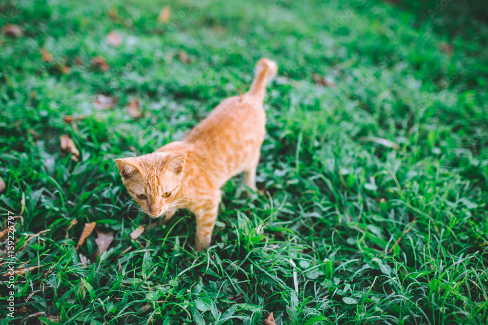 little brown kitten walking on the grass. little brown kitten walking on the grass.
