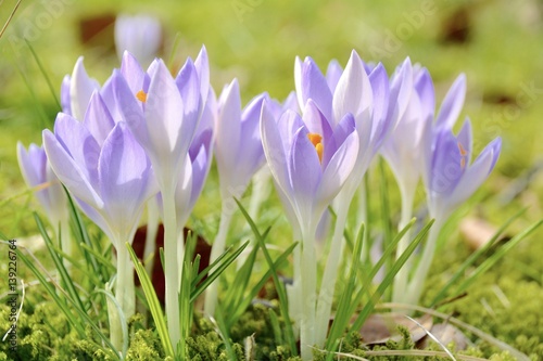Krokusse im März - Grußkart...