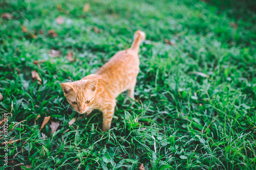 little brown kitten walking on the grass.