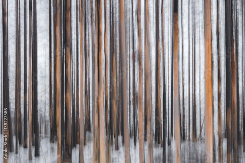 Icm Shot of Pine forest in winter with nice brushlike structure. photo