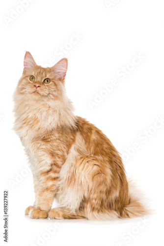 Fototapeta Naklejka Na Ścianę i Meble -  Rot getigerter Kater
