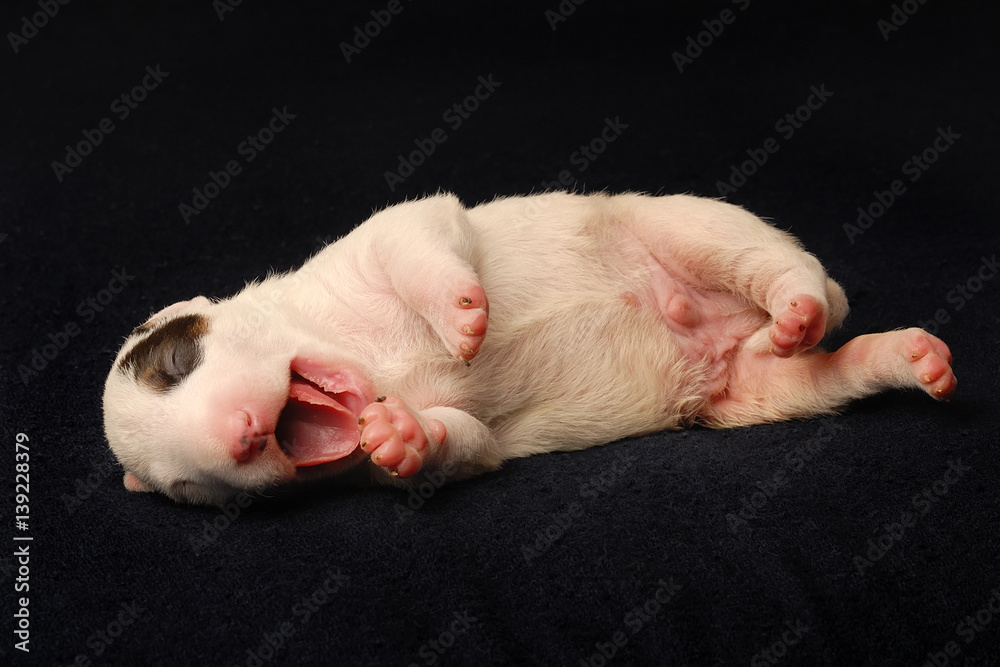 Bull Terrier puppy, 10 days old, lying in side over black background Bull Terrier puppy, 10 days old, lying in side over black background