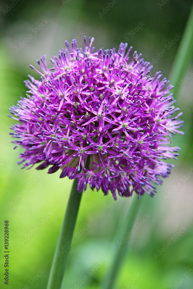 Purple Allium flower closeup