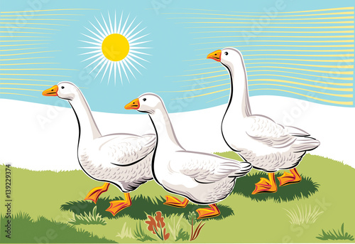 Geese in a meadow.
